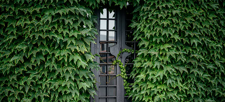 Garden Gate Repair in Foster City, CA